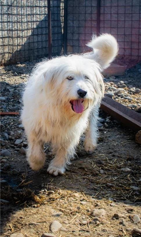 BEN 6721, male mixed breed for adoption at No Limit Pets, Romania