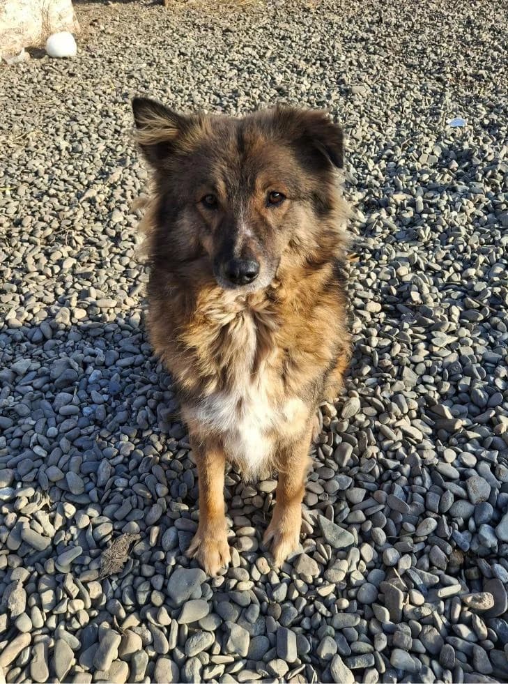 BENJI 1962, male young Mixed Breed for adoption at No Limit Pets, Romania