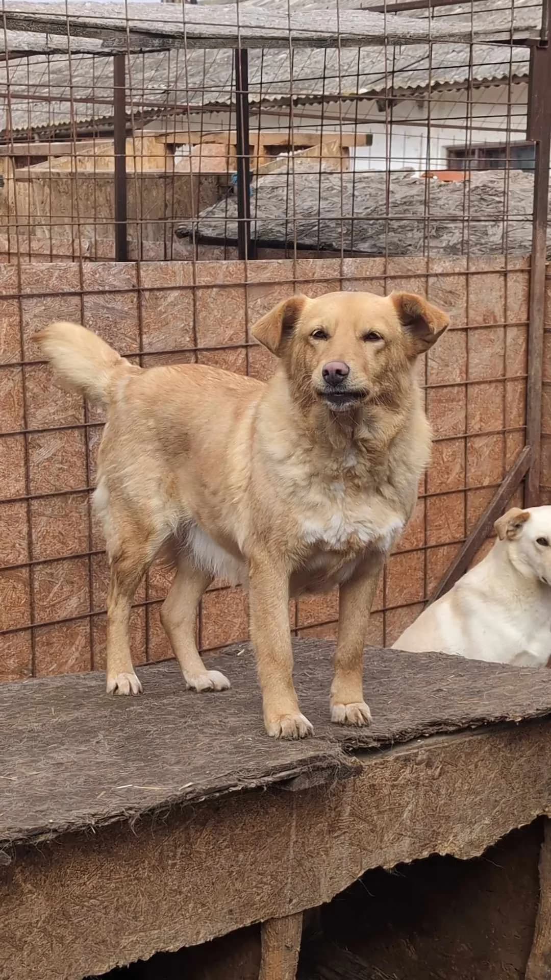 BETTY 4326, female young mixed breed for adoption at No Limit Pets, Romania