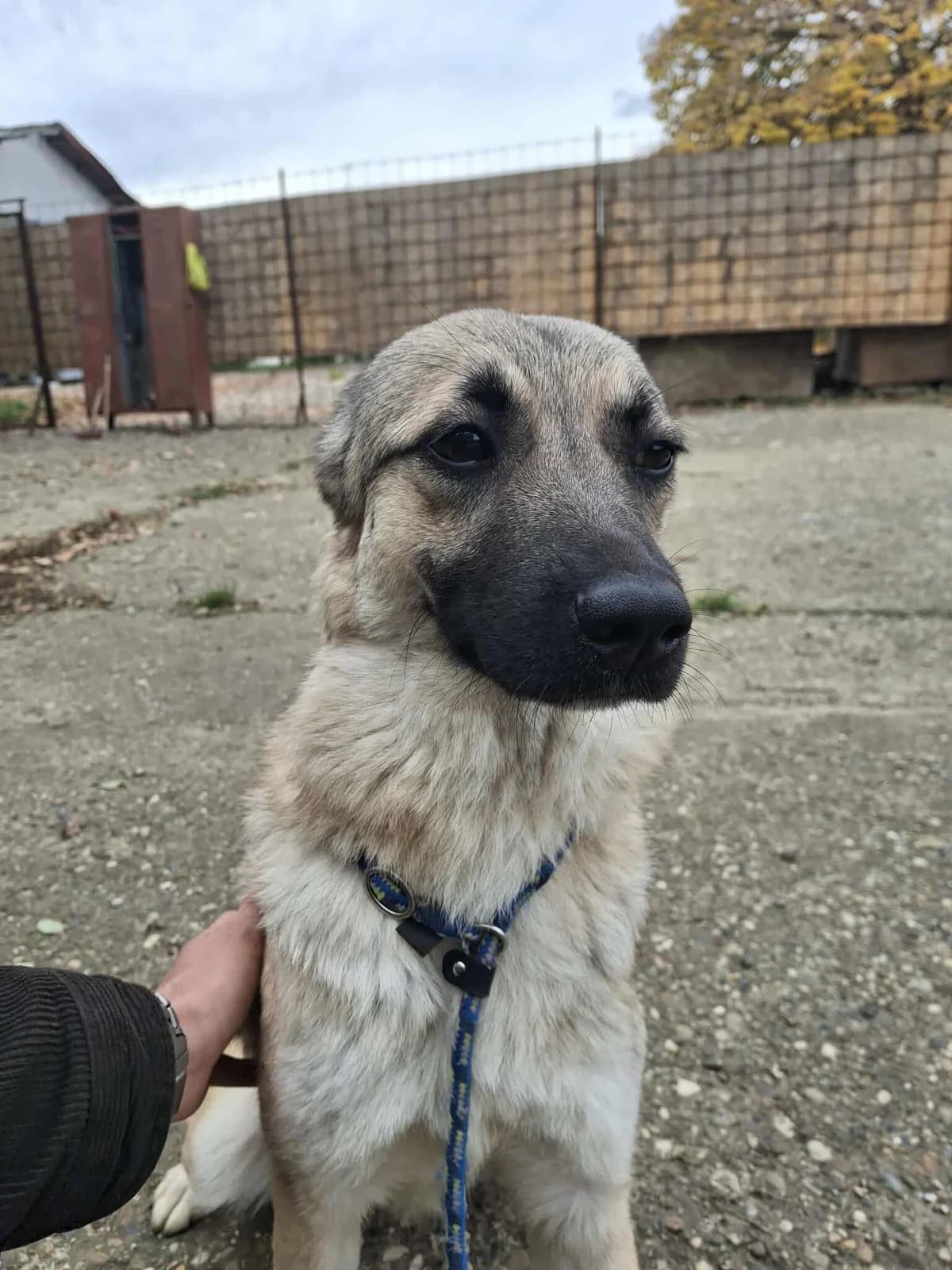BIBI 4177, female young Mixed Breed for adoption at No Limit Pets, Romania