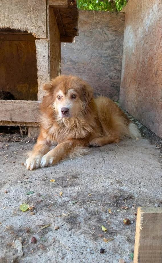 BILLBO 7456, male young Mixed Breed for adoption at No Limit Pets, Romania