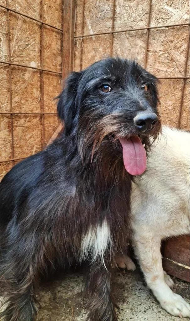 BLACKY 0729, male young mixed breed for adoption at No Limit Pets, Romania
