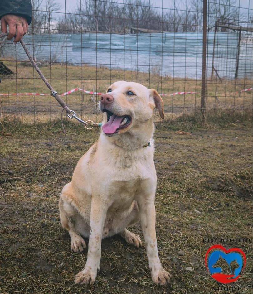 BLAZE 2184, male Mixed Breed for adoption at No Limit Pets, Romania