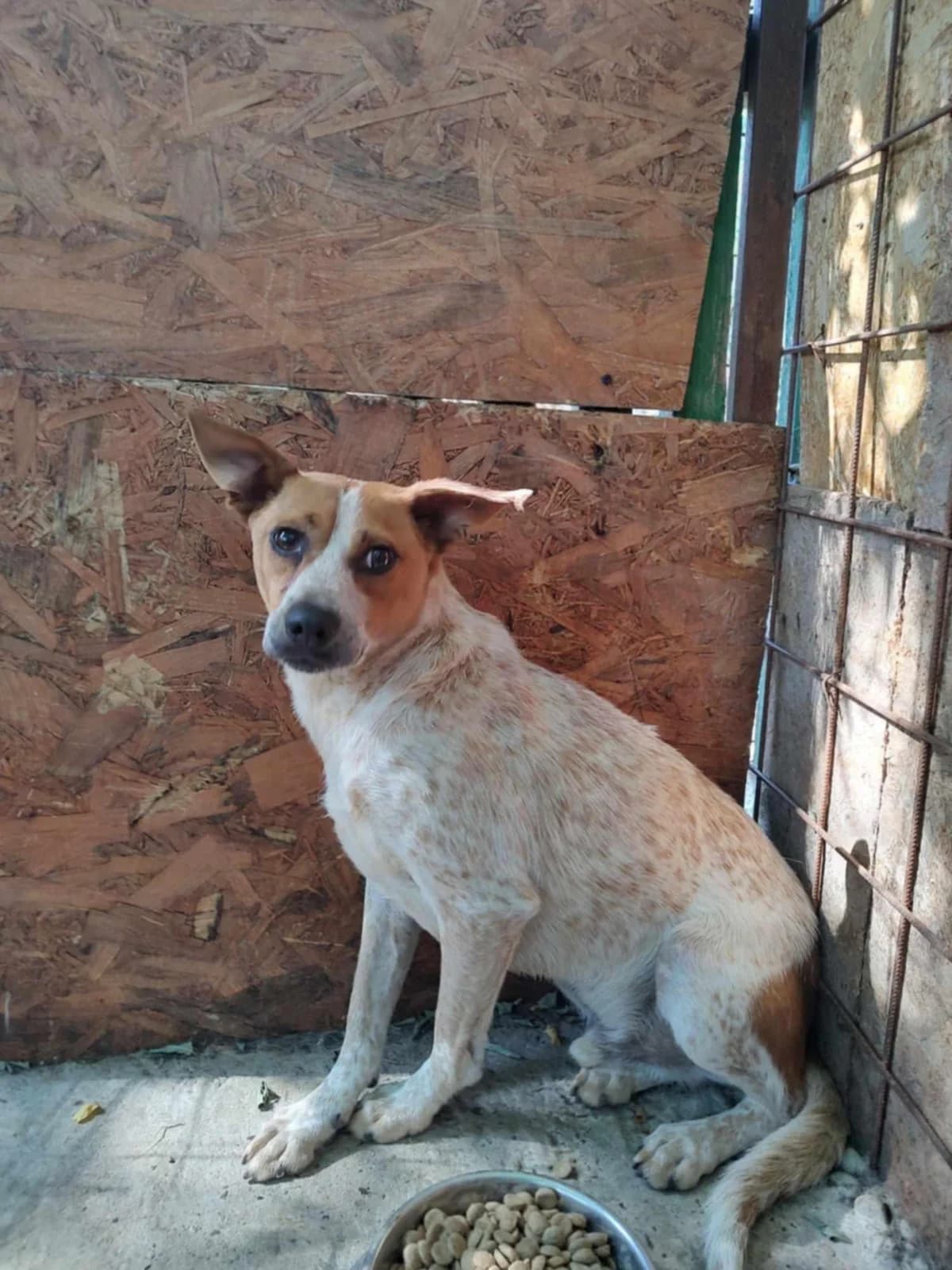 BLUMCHEN 0028, male 4yo Mixed Breed for adoption at No Limit Pets, Romania