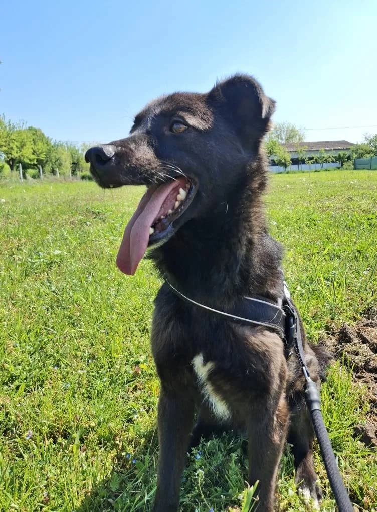 BOBBY 0392, male Mixed Breed for adoption at No Limit Pets, Romania