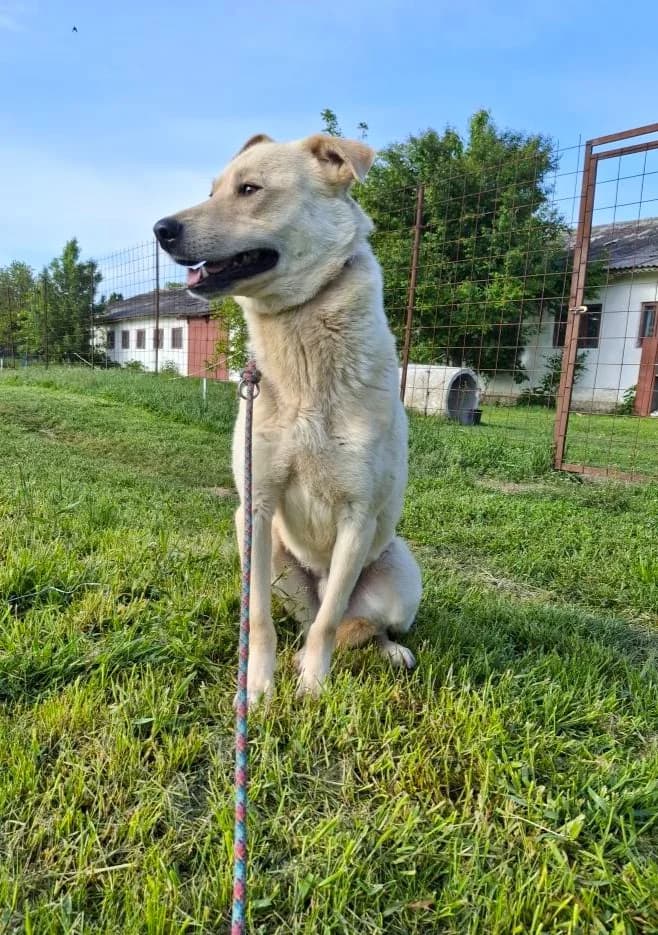 BODHI 2320, male 4yo Mixed Breed for adoption at No Limit Pets, Romania