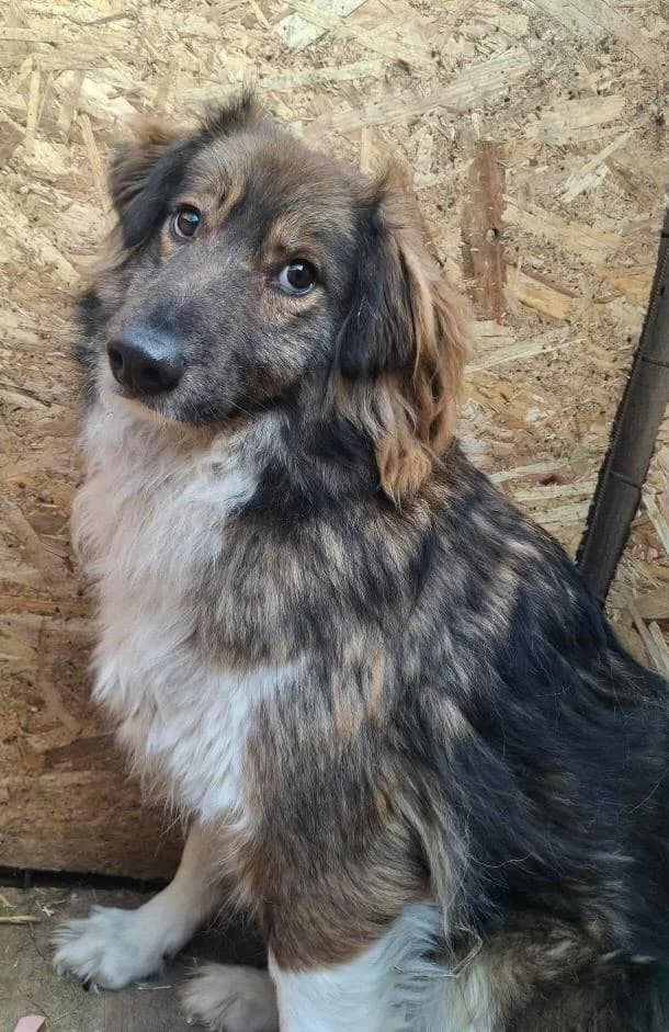 BOND-5678, male young Mixed Breed for adoption at No Limit Pets, Romania