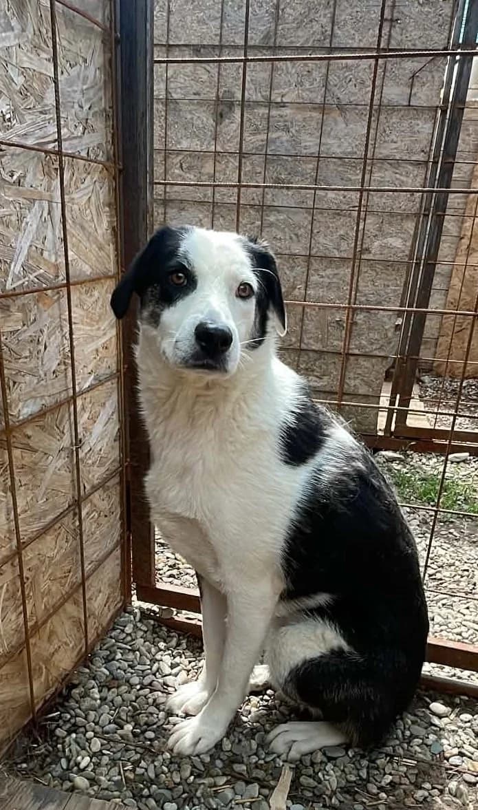 BRIAN 1872, male young mixed breed for adoption at No Limit Pets, Romania
