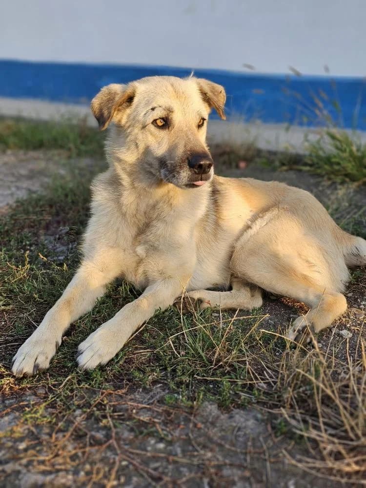 BRISCO 8558, male puppy mixed breed for adoption at No Limit Pets, Romania