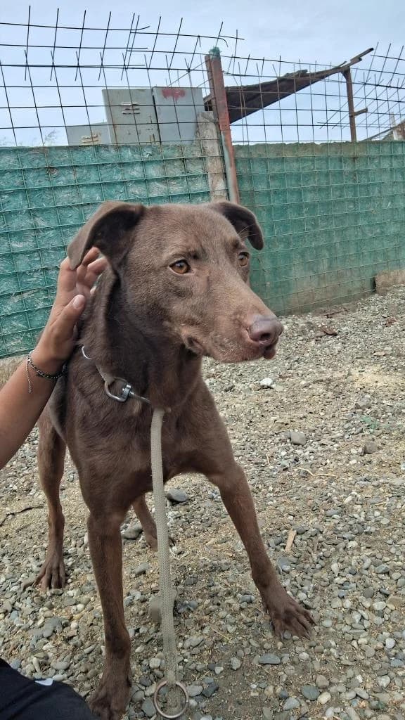 BROWNIE 2146, male young Mixed Breed for adoption at No Limit Pets, Romania