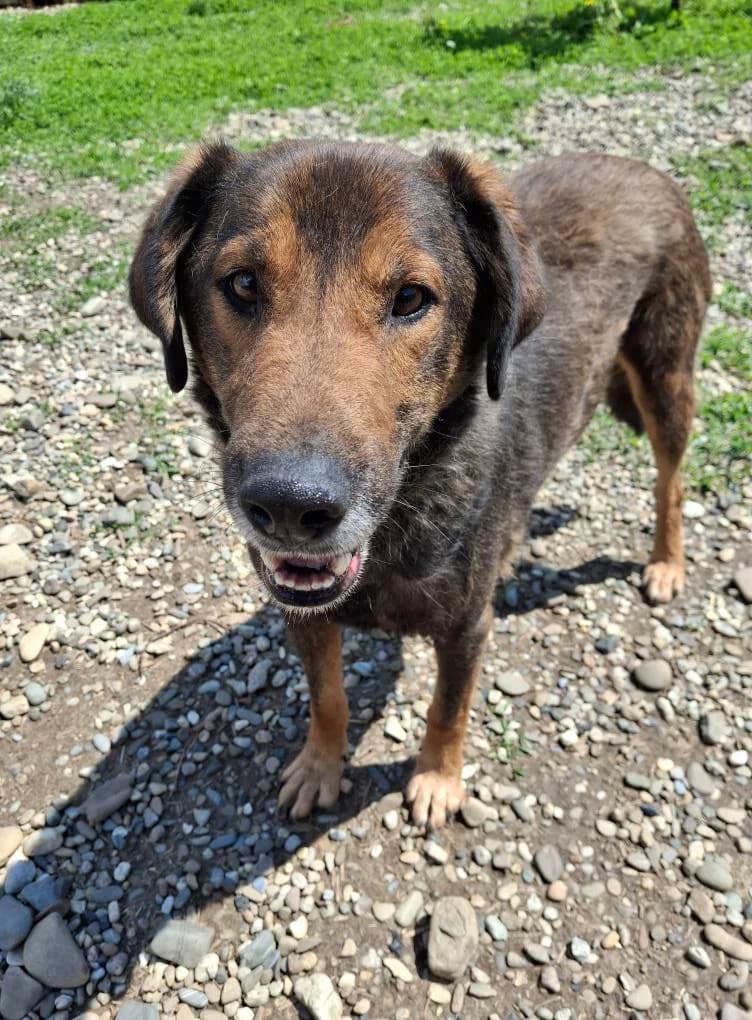 BROWNIE 2372, male Mixed Breed for adoption at No Limit Pets, Romania