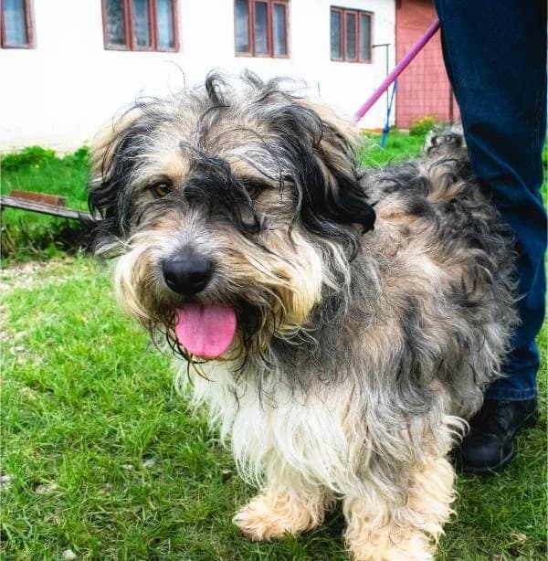 BRUTUS 1954- nedisponibil, male mixed breed for adoption at No Limit Pets, Romania