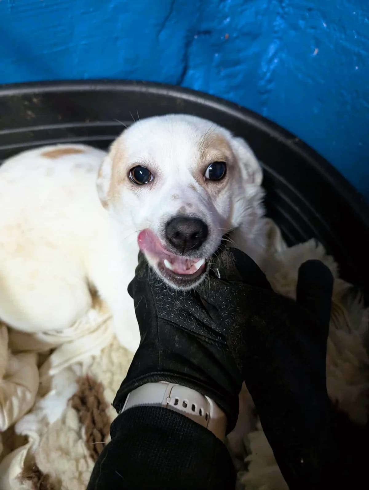CAPPUCINA 3022, female young Mixed Breed for adoption at No Limit Pets, Romania