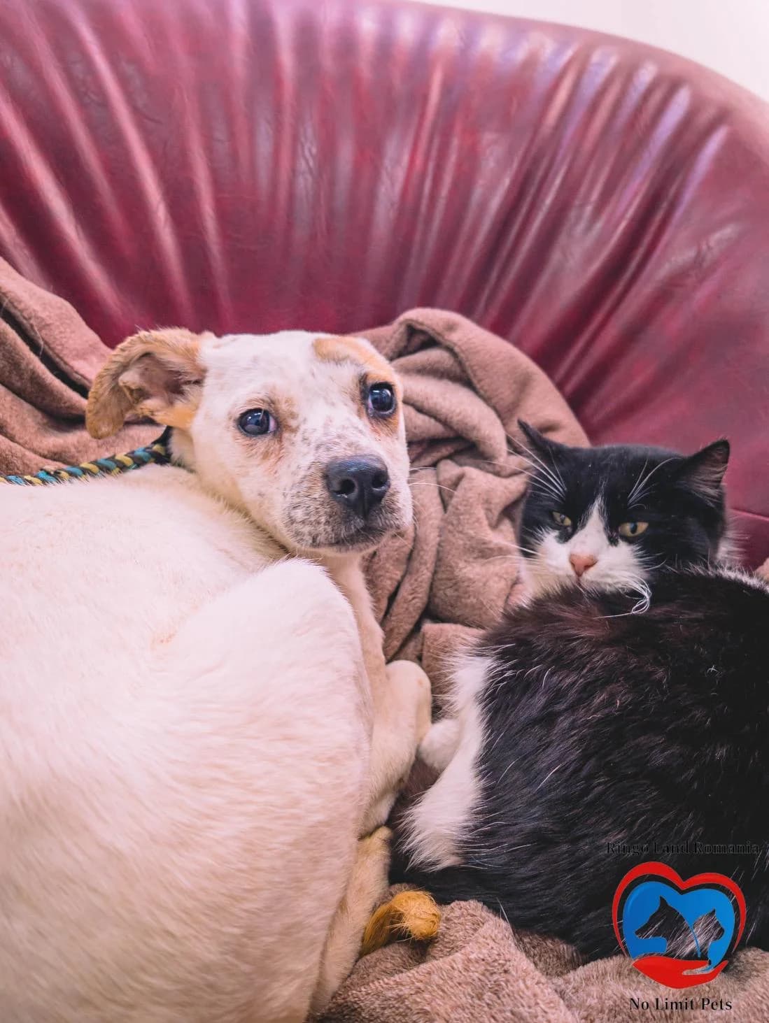 CARAMELA 1399, female young Mixed Breed for adoption at No Limit Pets, Romania