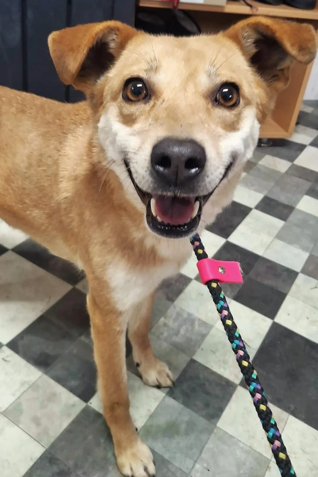 CARLOTA 5112, female Mixed Breed for adoption at No Limit Pets, Romania