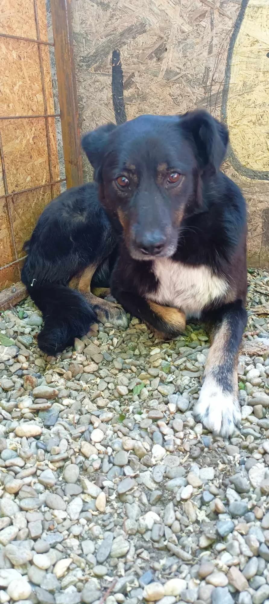 CARRA 4869, female 5yo Mixed Breed for adoption at No Limit Pets, Romania