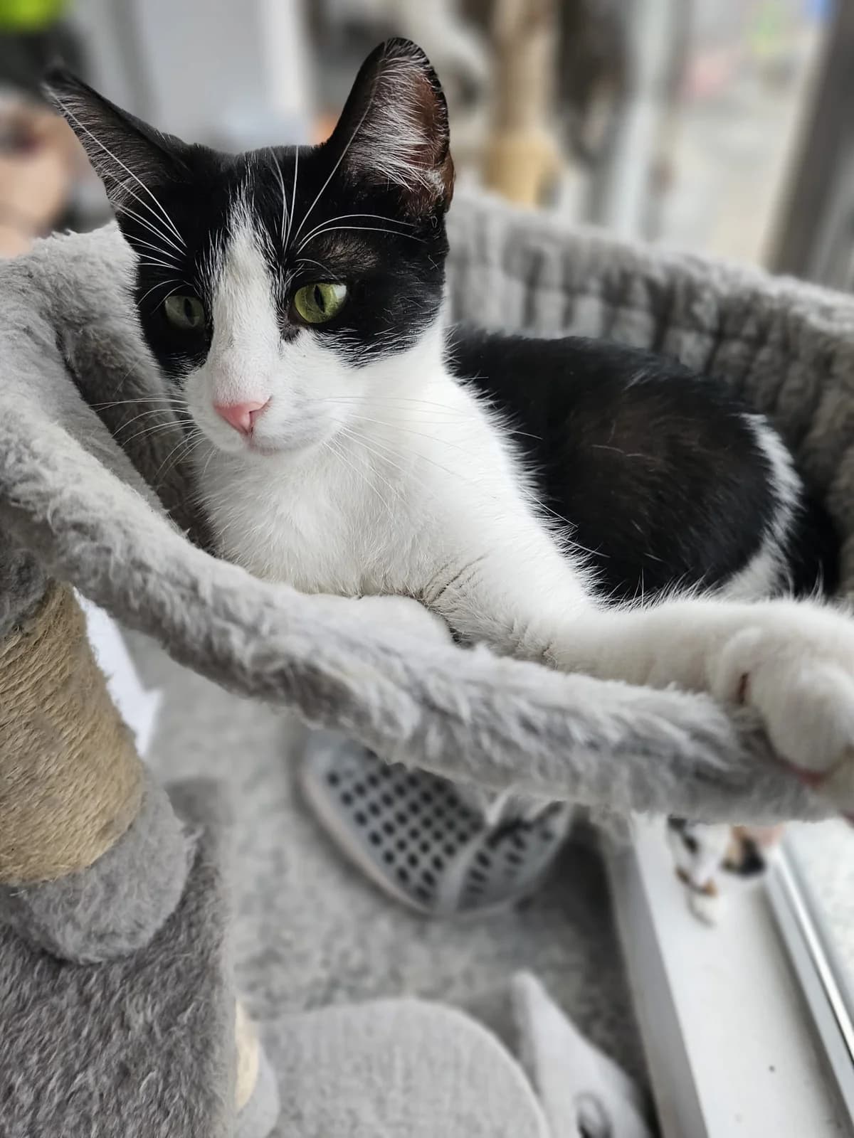 CASPER 2295, male mixed breed for adoption at No Limit Pets, Romania