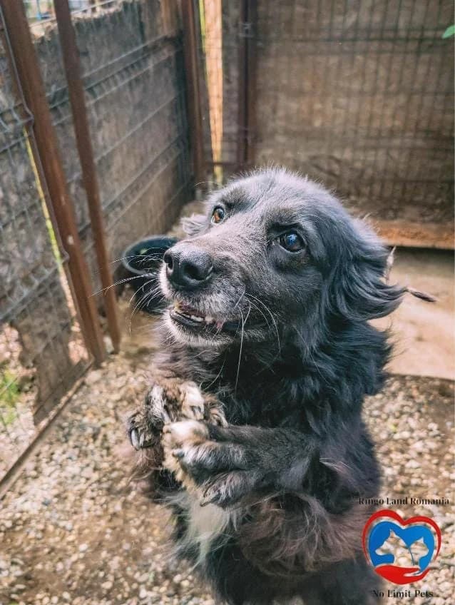 CASSANDRA, female 4yo mixed breed for adoption at No Limit Pets, Romania