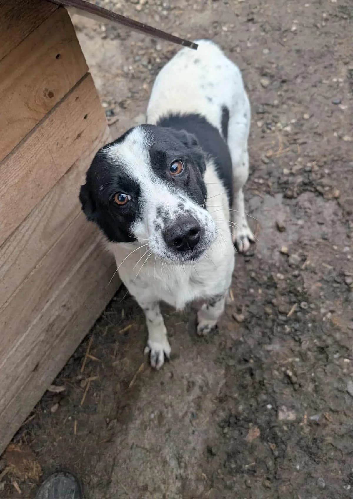 CASSIE 2288, female 3yo Mixed Breed for adoption at No Limit Pets, Romania