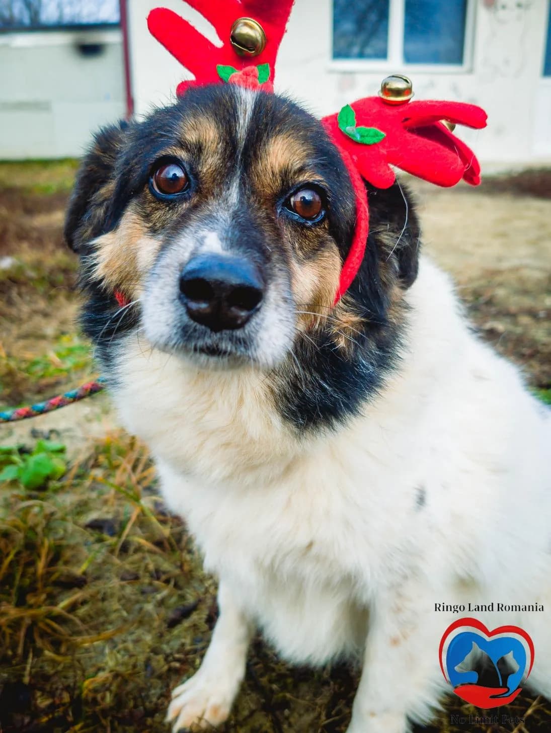 CASSY 7271, female 3yo Mixed Breed for adoption at No Limit Pets, Romania