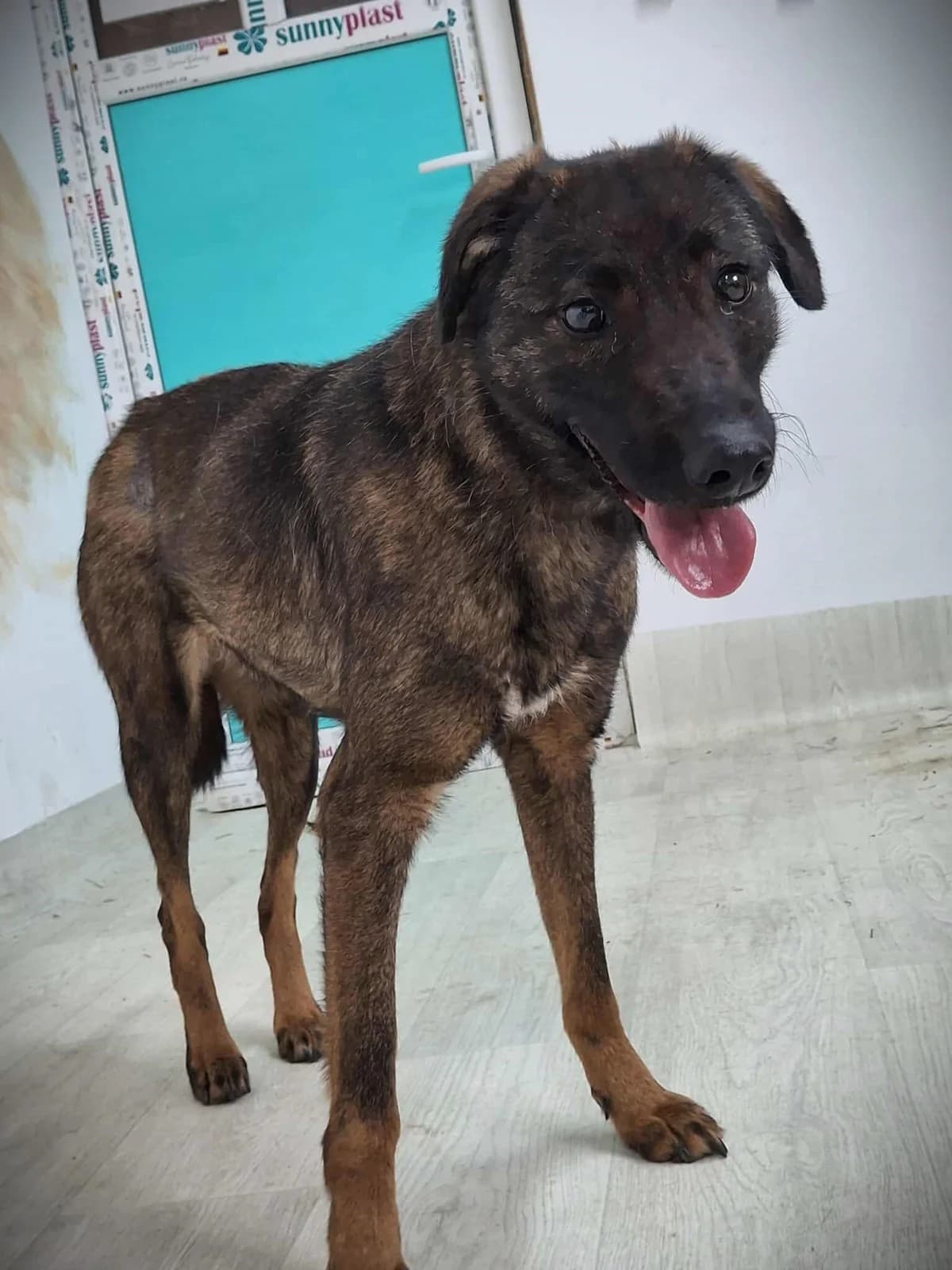 CHARLIE 7875, female young mixed breed for adoption at No Limit Pets, Romania