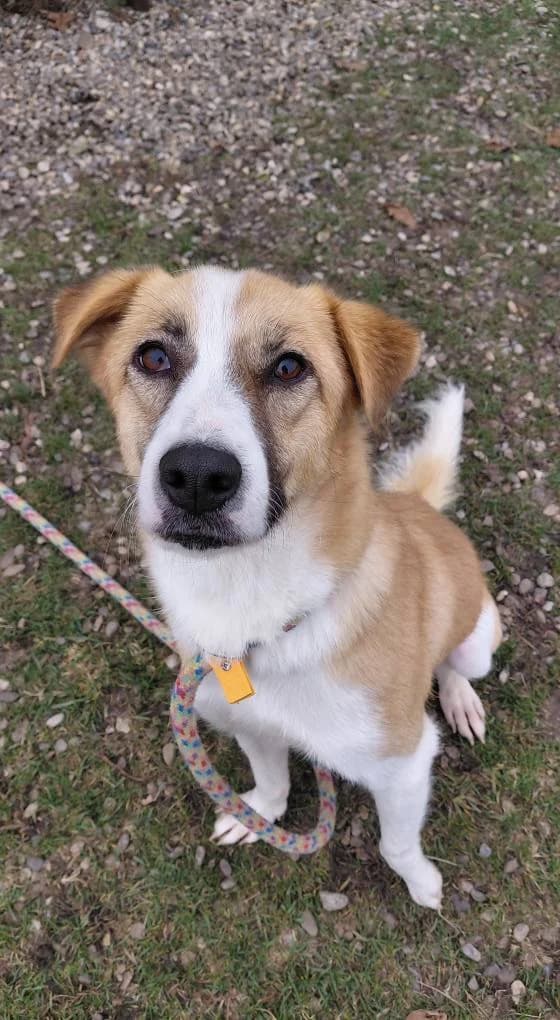 CHARLY 5673- adoptat, male young mixed breed for adoption at No Limit Pets, Romania