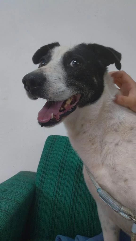 CHARLY 6961, male puppy mixed breed for adoption at No Limit Pets, Romania