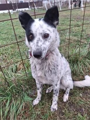 CHARLY 3636 – ADOPTAT, male mixed breed for adoption at No Limit Pets, Romania