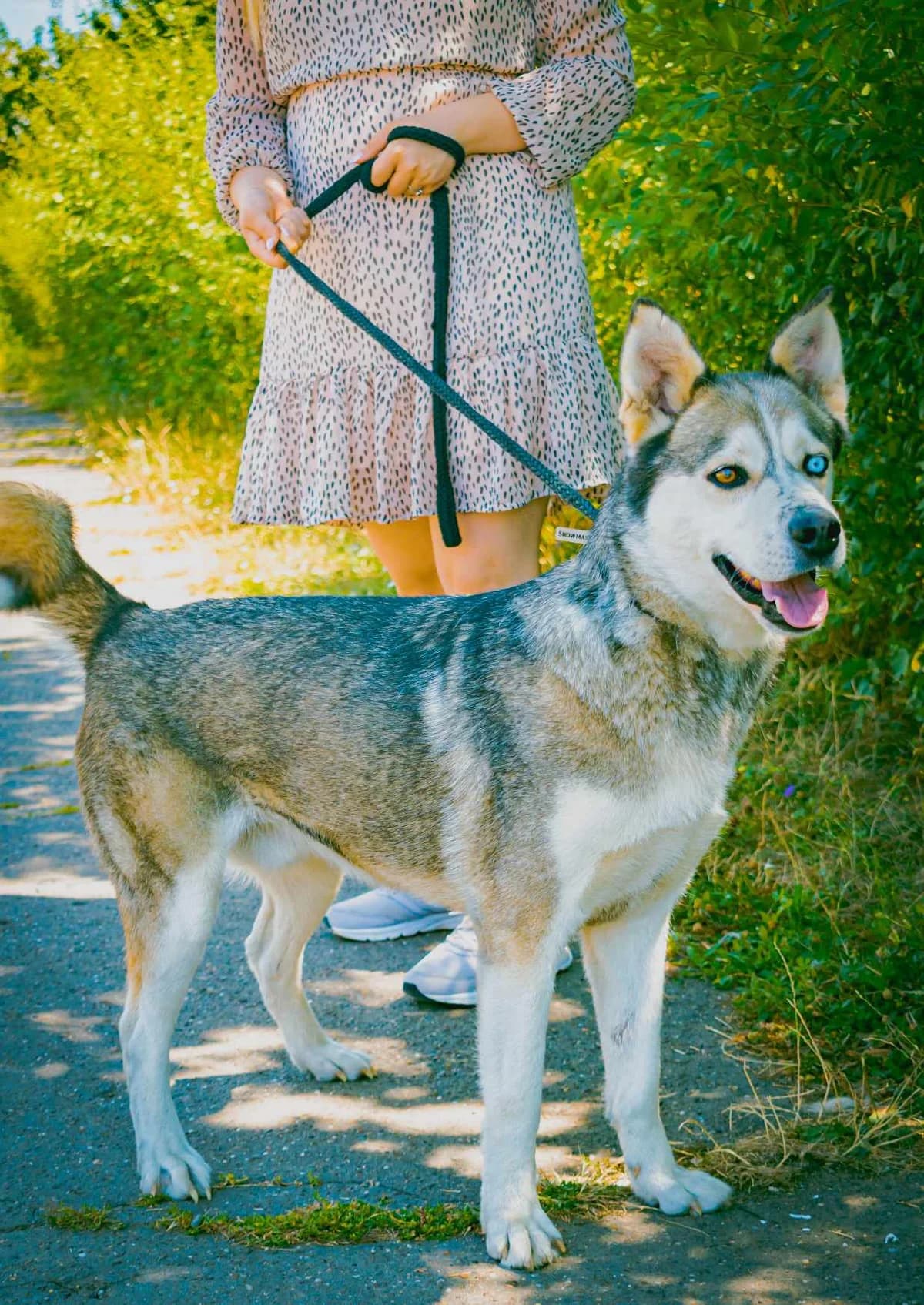 CHESMU 1494, male young Husky for adoption at No Limit Pets, Romania