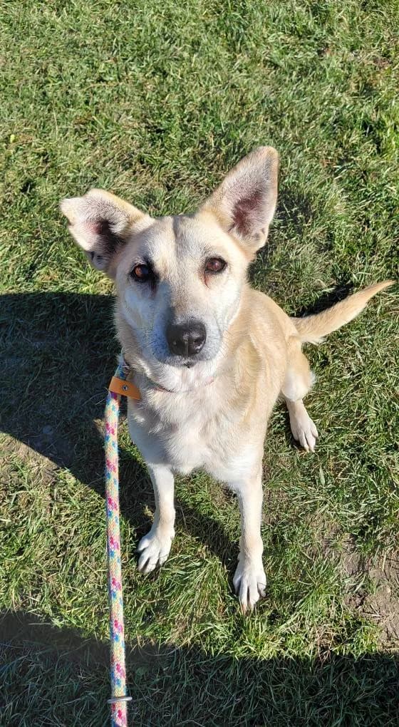 CINDY 8832, female mixed breed for adoption at No Limit Pets, Romania