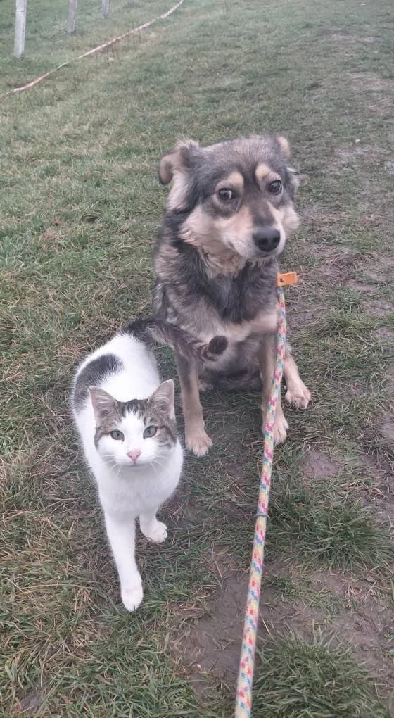 CLARA 2202- ADOPTAT, female mixed breed for adoption at No Limit Pets, Romania