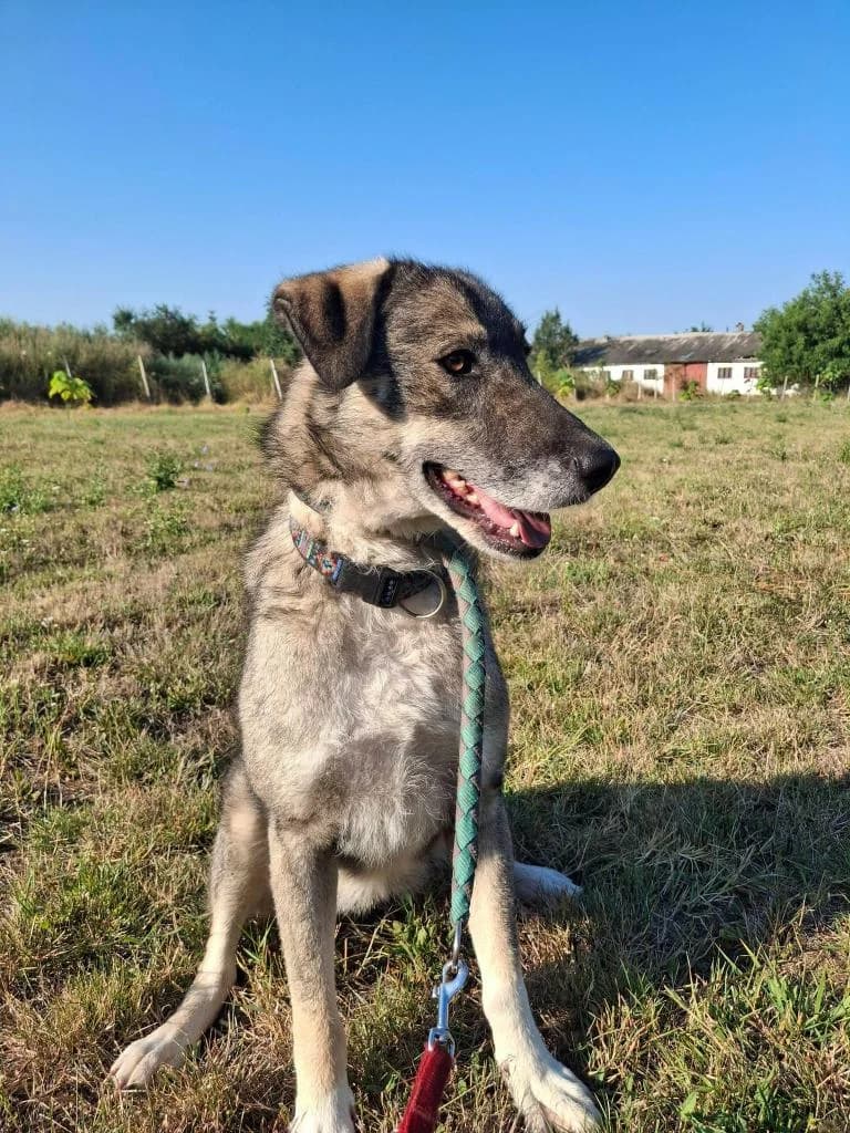 CLARA 2423, female young mixed breed for adoption at No Limit Pets, Romania