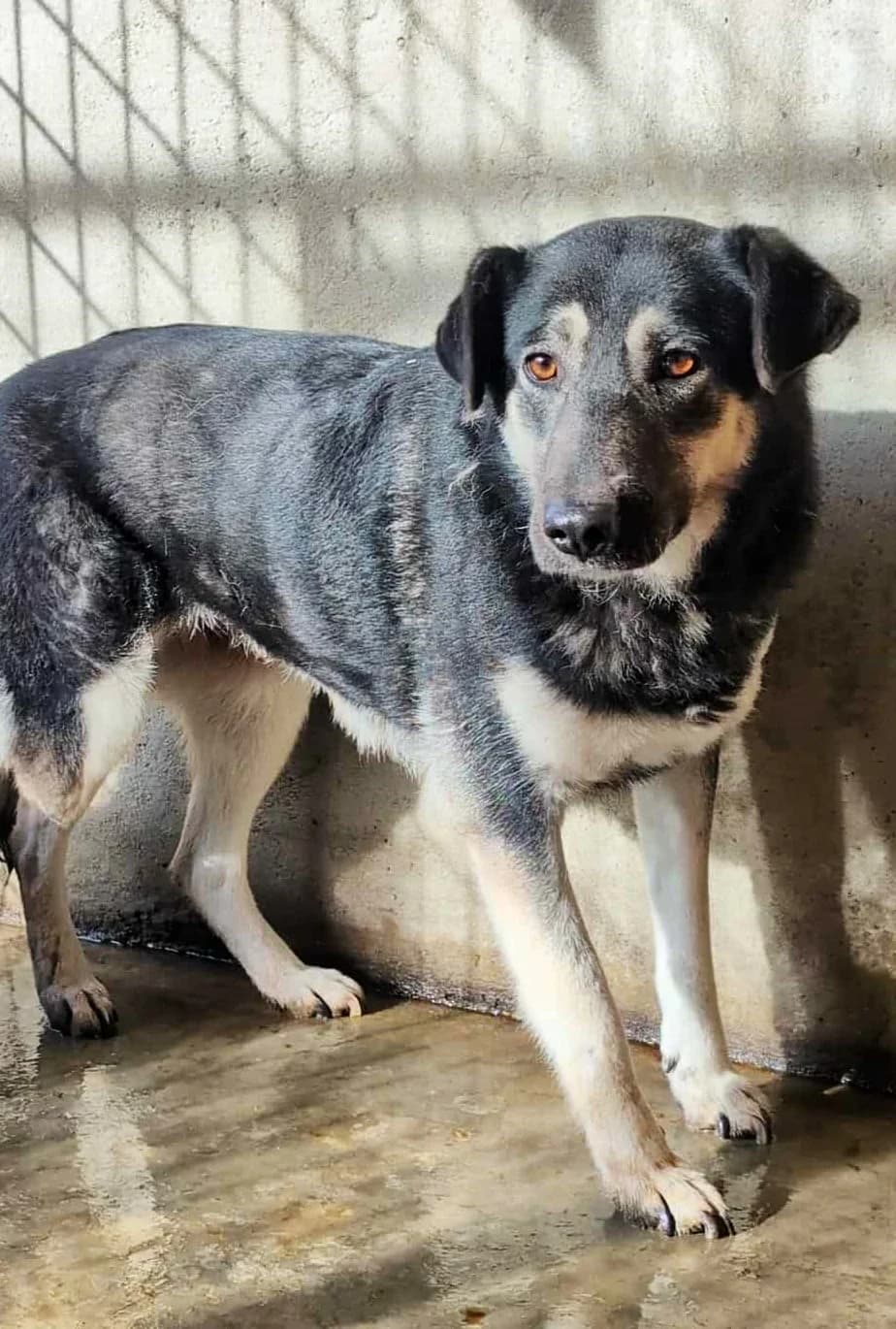 CLOE 4830, female 3yo Mixed Breed for adoption at No Limit Pets, Romania
