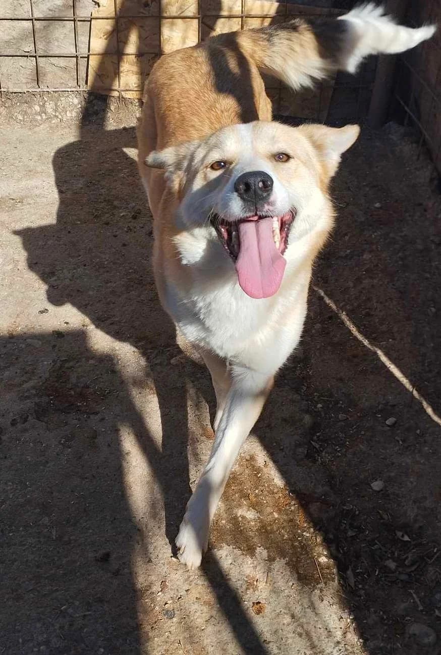 CLOVER 6851, female Mixed Breed for adoption at No Limit Pets, Romania