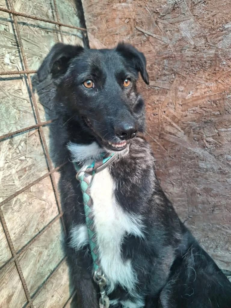 CODY 0441, male puppy mixed breed for adoption at No Limit Pets, Romania