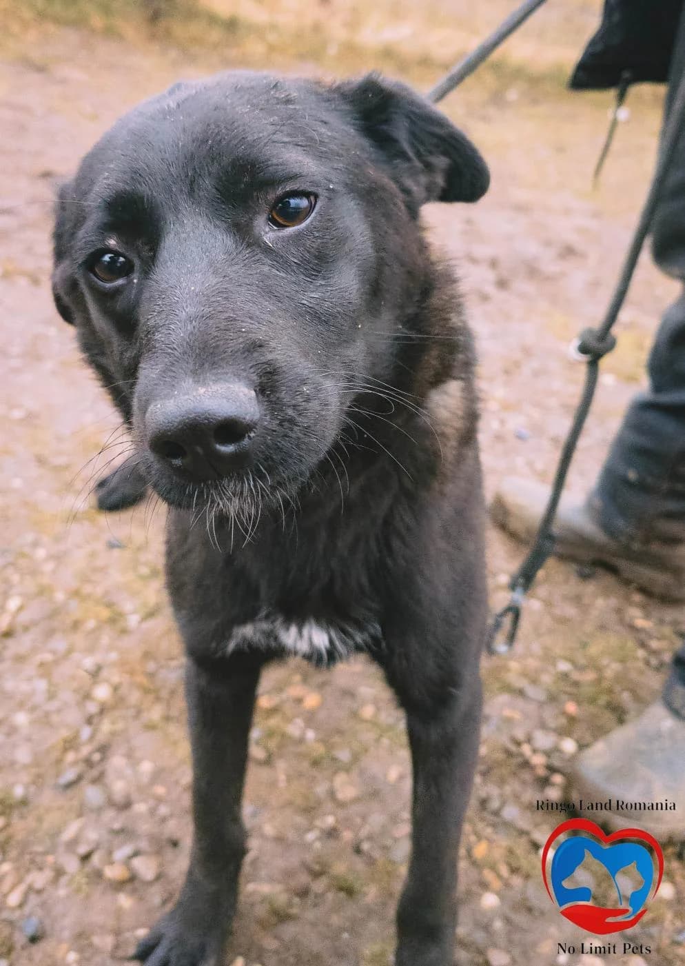 CONNY 3041, female young mixed breed for adoption at No Limit Pets, Romania