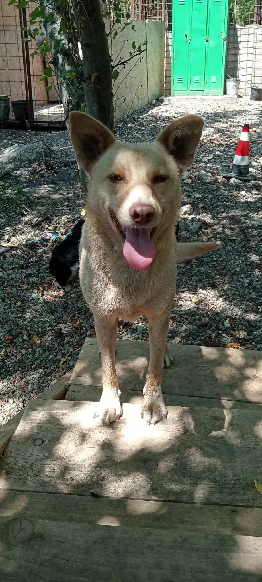 CORA, female Mixed Breed for adoption at No Limit Pets, Romania