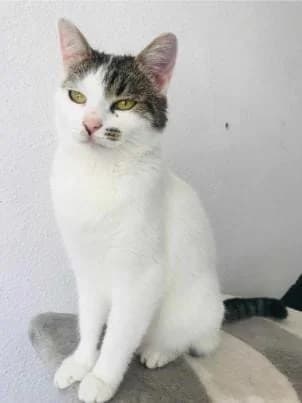 CROISSANT 2755, female mixed breed for adoption at No Limit Pets, Romania