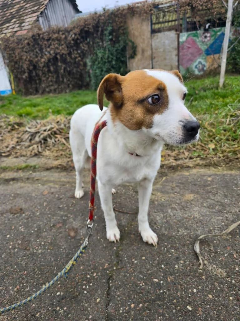 DAISY-4230, female young Mixed Breed for adoption at No Limit Pets, Romania
