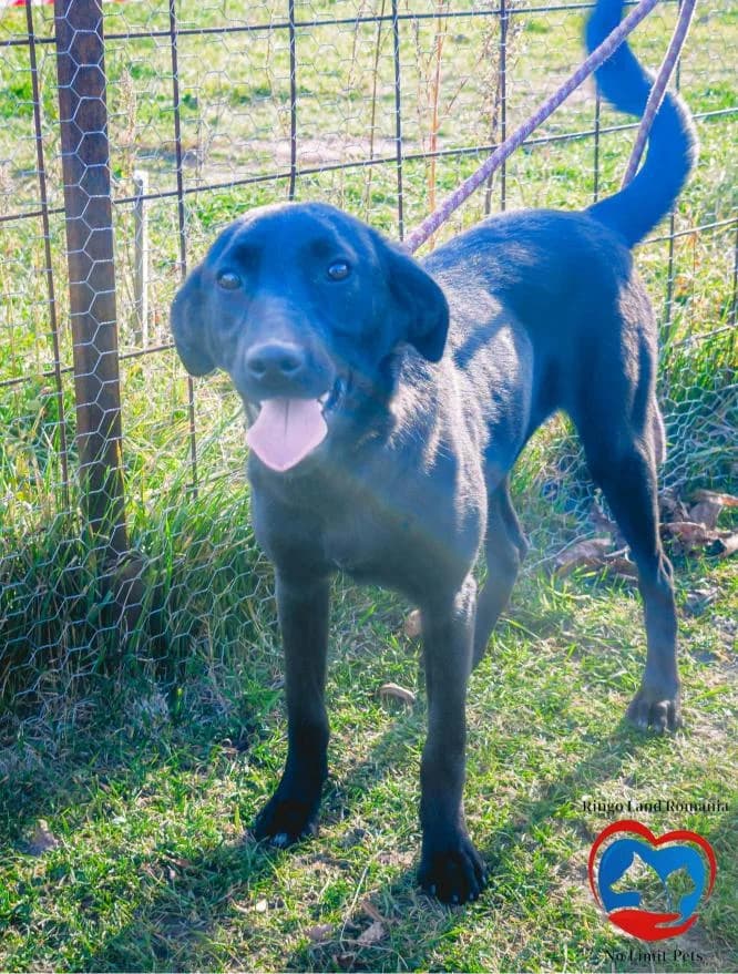DAISY 2198- ADOPTAT, female mixed breed for adoption at No Limit Pets, Romania