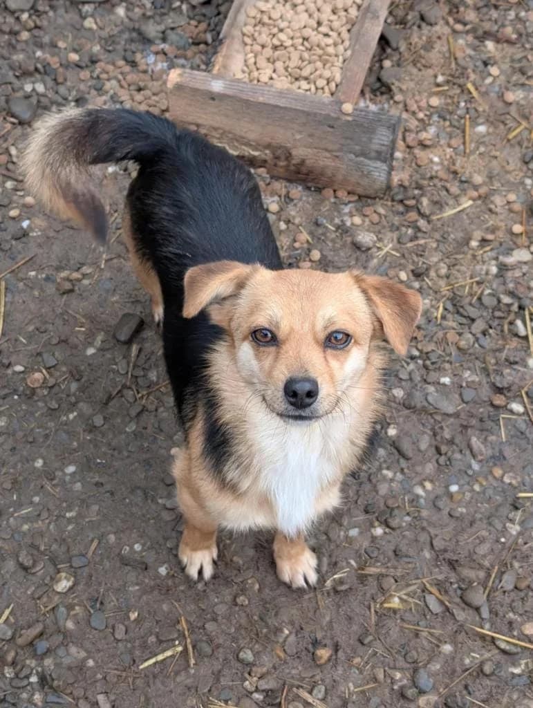 DALE 2286 – ADOPTAT, female mixed breed for adoption at No Limit Pets, Romania