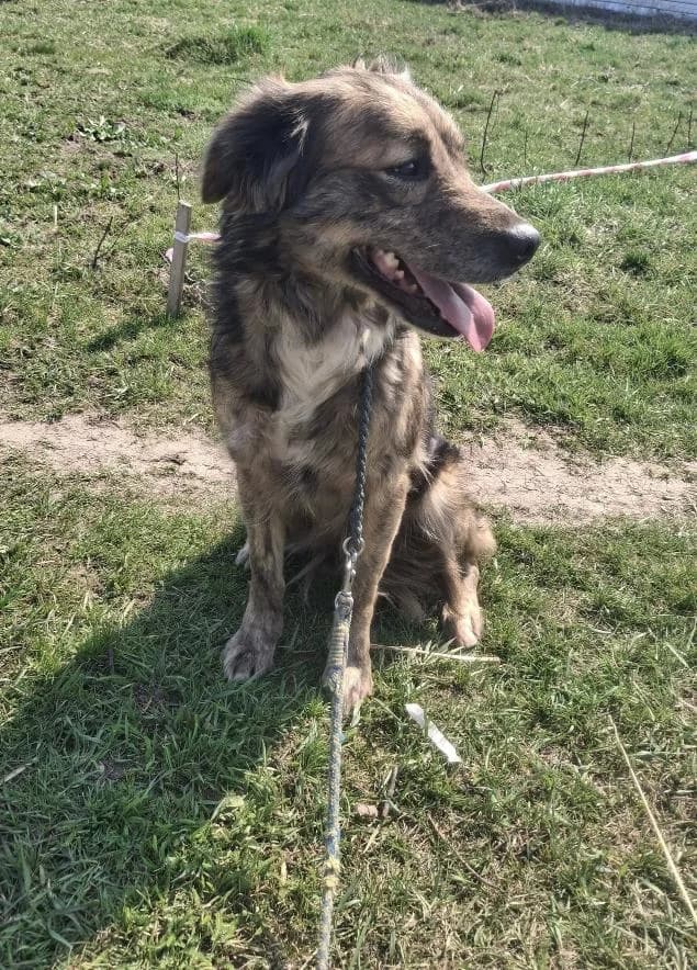 DANA 4306, female young Mixed Breed for adoption at No Limit Pets, Romania