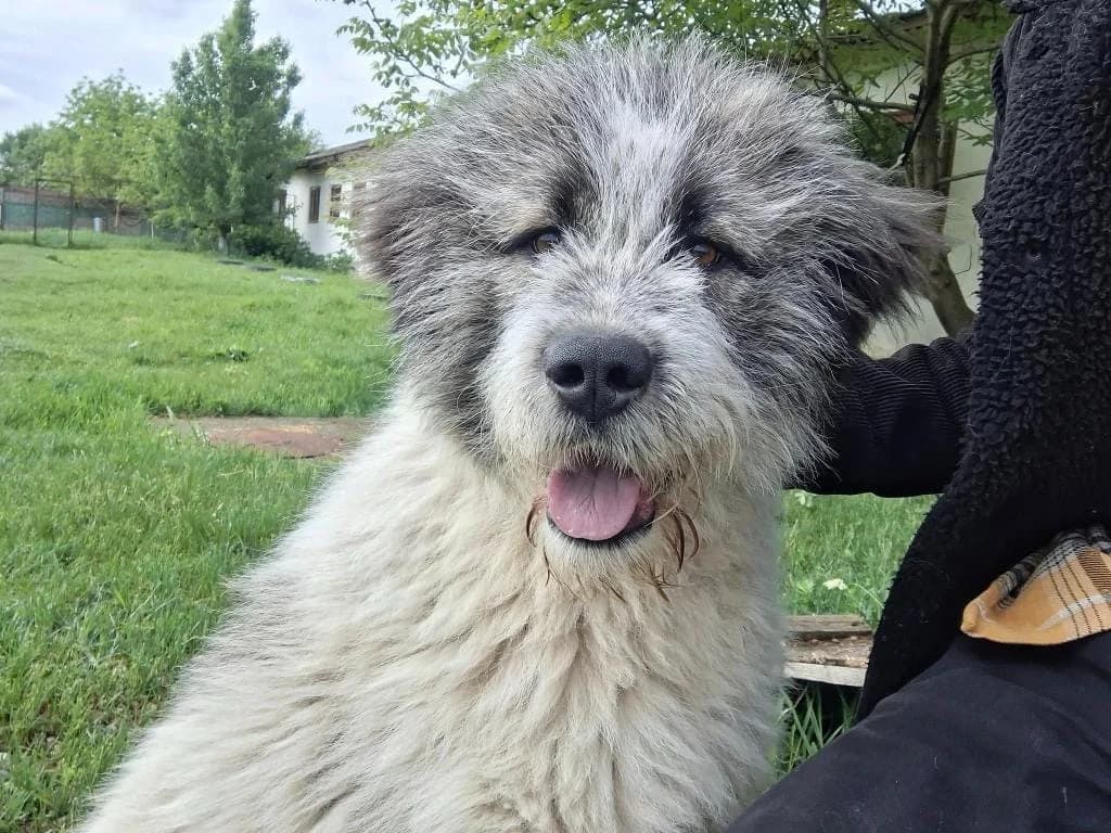 DIAMOND 2959 – ADOPTAT, male mixed breed for adoption at No Limit Pets, Romania