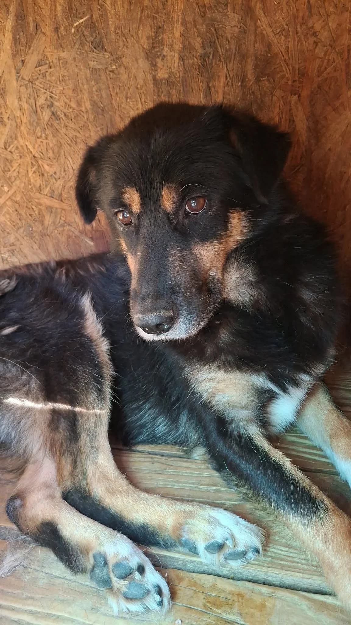 DIAN 5397, male senior mixed breed for adoption at No Limit Pets, Romania
