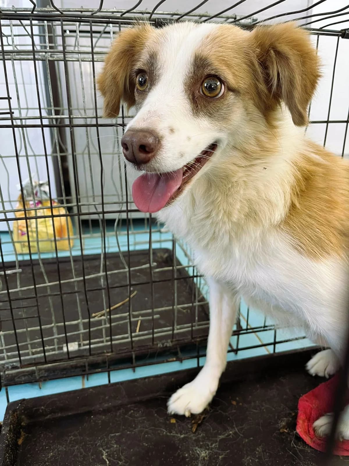 DIANA 1876- adoptat, female mixed breed for adoption at No Limit Pets, Romania