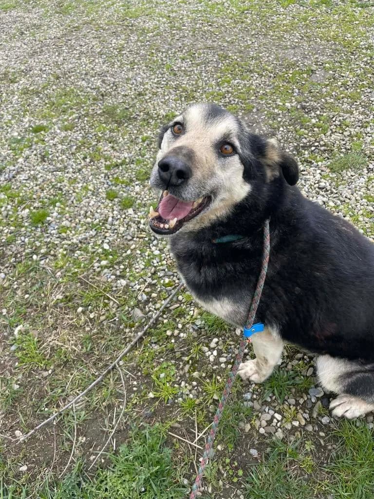 DJANGO 3982, male Mixed Breed for adoption at No Limit Pets, Romania
