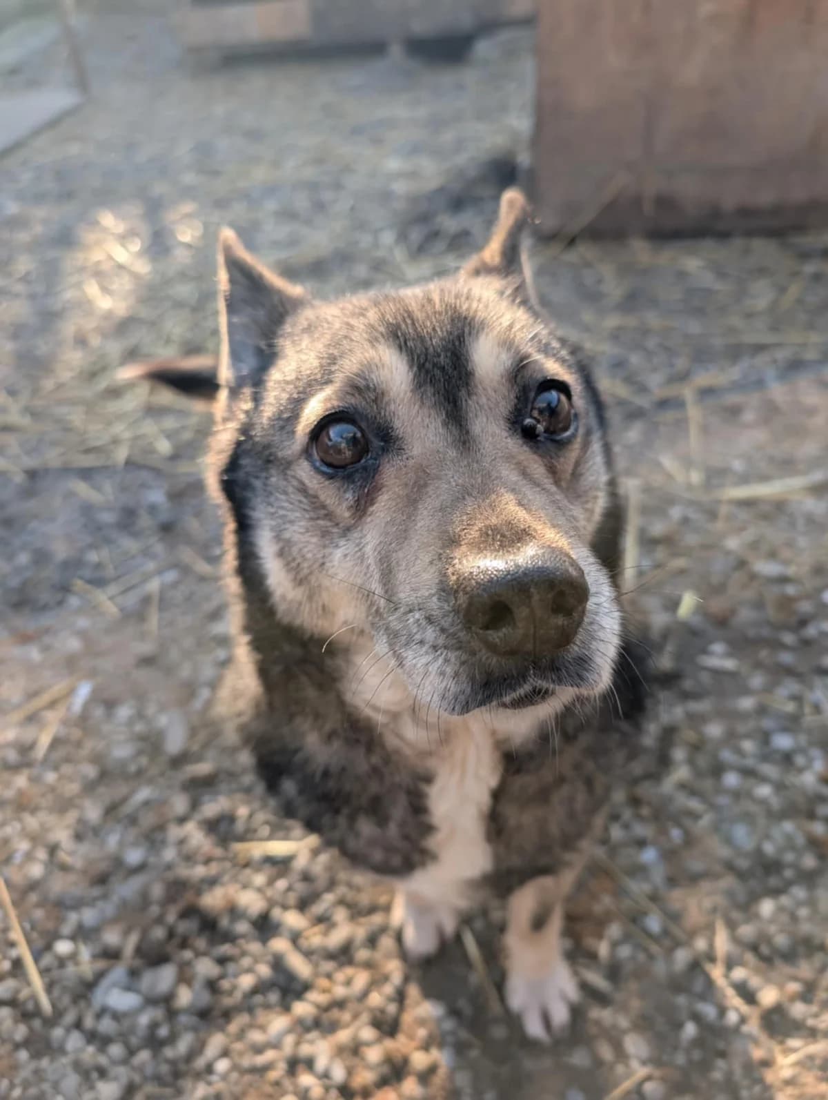 eDOODLE 2334, male mixed breed for adoption at No Limit Pets, Romania