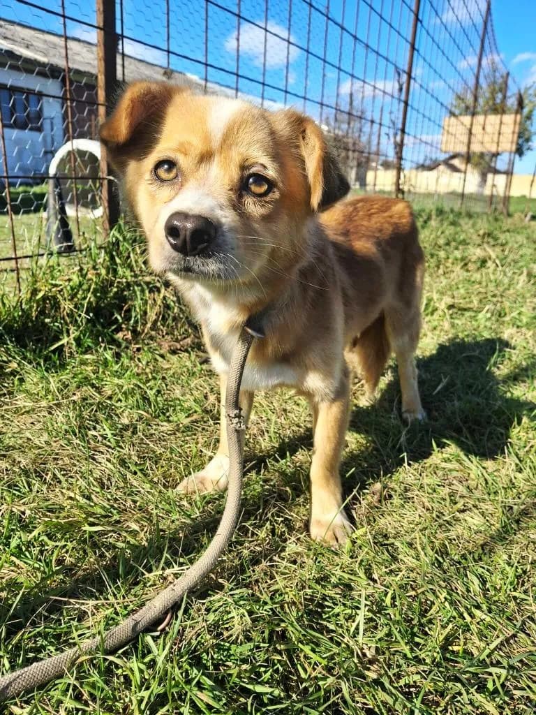DROPS, male mixed breed for adoption at No Limit Pets, Romania