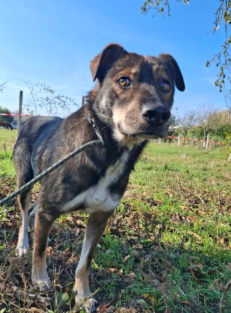 INDIANA-0750, male young Mixed Breed for adoption at No Limit Pets, Romania