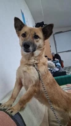 ELLI 3947 – ADOPTAT, female mixed breed for adoption at No Limit Pets, Romania